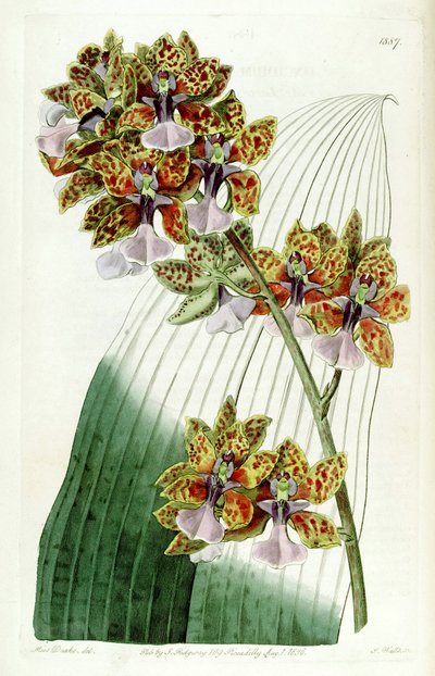 Trichocentrum lanceanum by Miss Drake